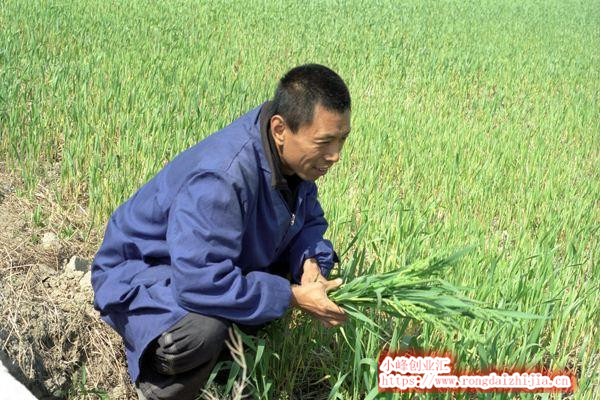 種植戶到底如何才能通過種地賺錢？