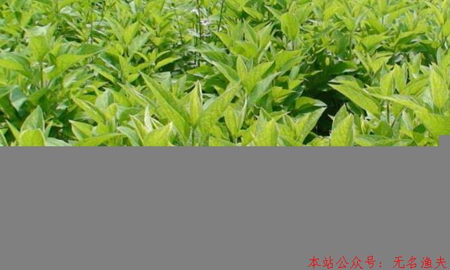 現(xiàn)在什么種植賺錢？種植賺錢就看這里